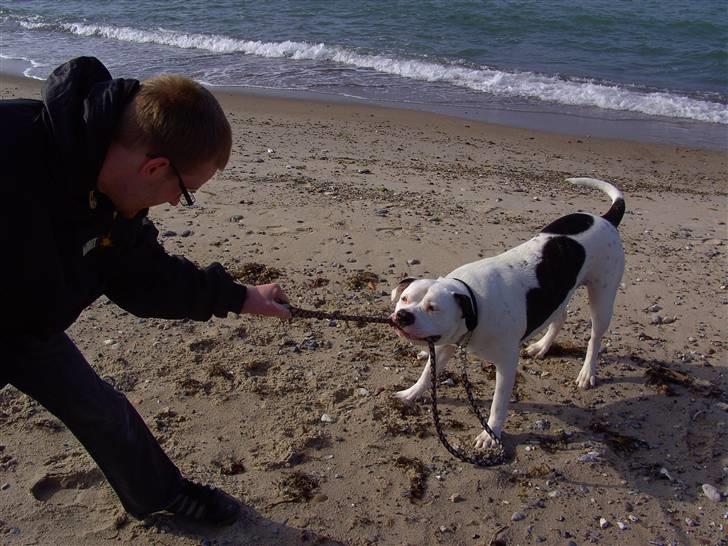 Amerikansk bulldog Sally - Det er altså min billede 9
