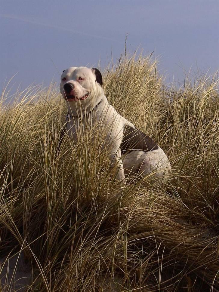 Amerikansk bulldog Sally - I´m The Queen Of The Beach billede 10