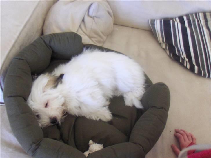 Coton de tulear chili (L) billede 6