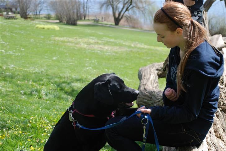 Labrador retriever Molly billede 11