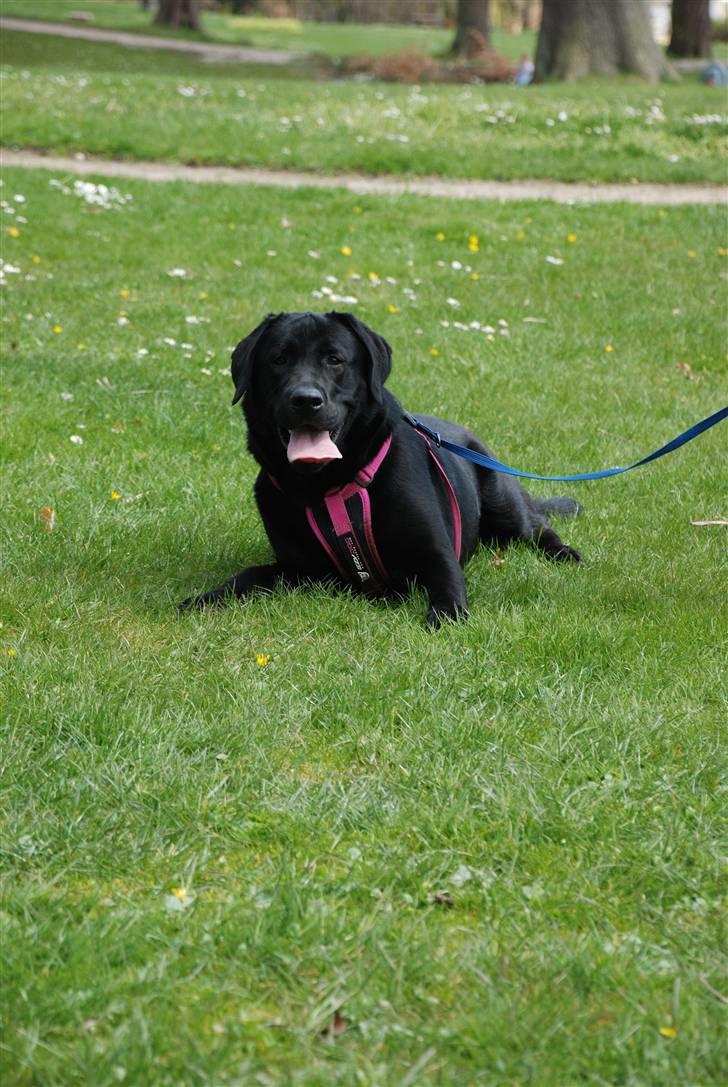 Labrador retriever Molly billede 12