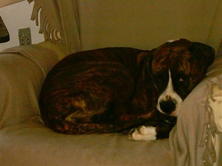 Amerikansk bulldog VBA´s Nelly - SHHHH prøver på at sove... billede 8