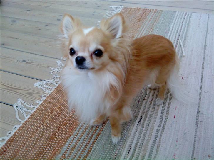 Chihuahua Butch billede 1