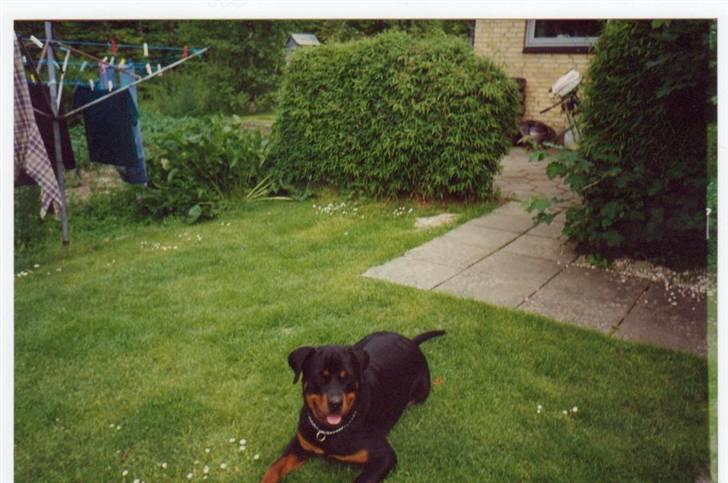 Rottweiler Mingo - Skal vi lege???? billede 1