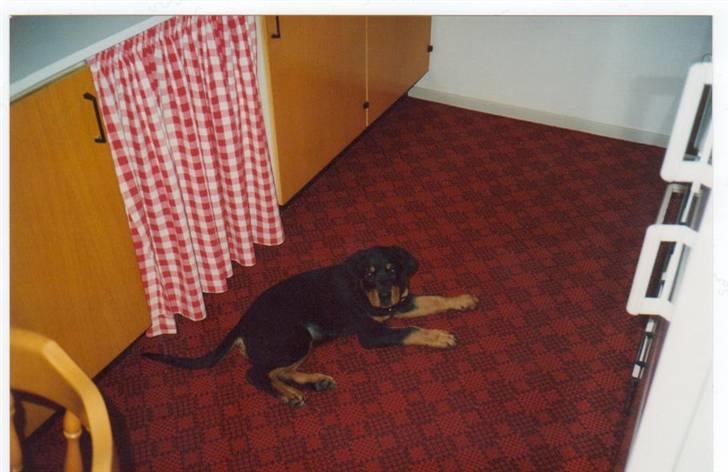 Rottweiler Mingo - Ligger så pænt... billede 2