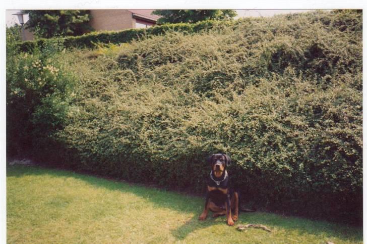 Rottweiler Mingo - Der er dejligt i haven... billede 3