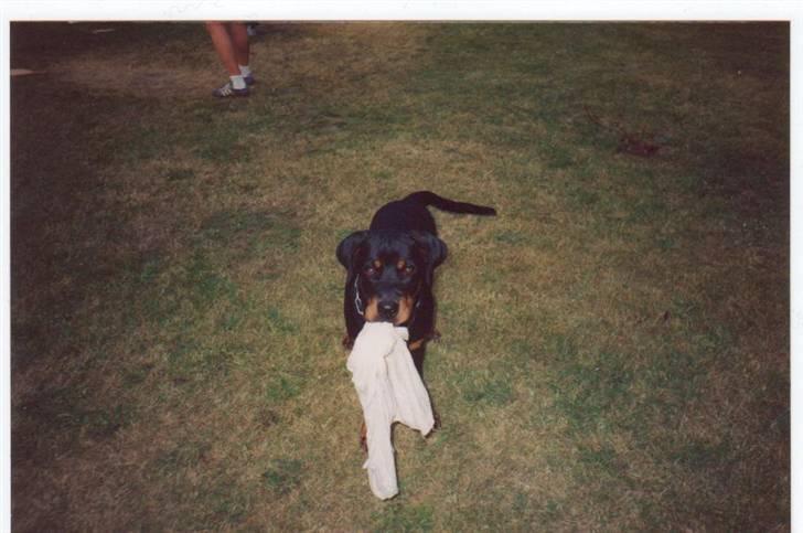 Rottweiler Mingo - Se min klud.... billede 4