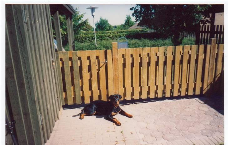 Rottweiler Mingo - Passer på.... billede 5