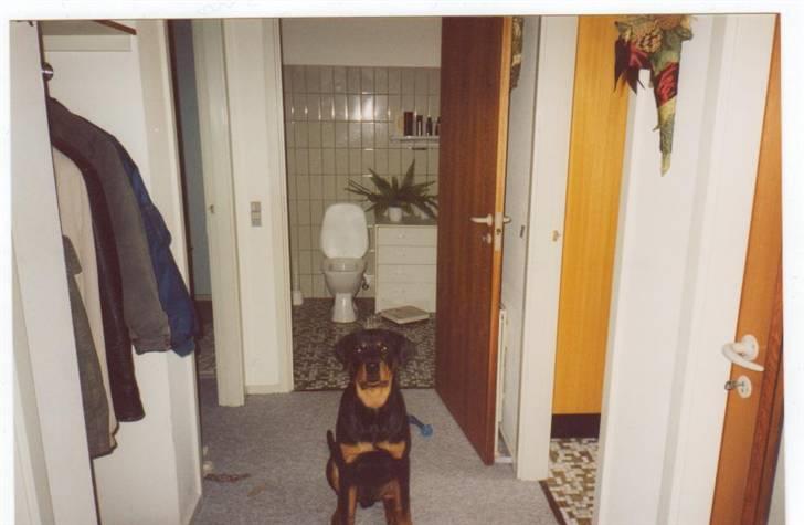 Rottweiler Mingo - Dejlig kartofle... billede 6