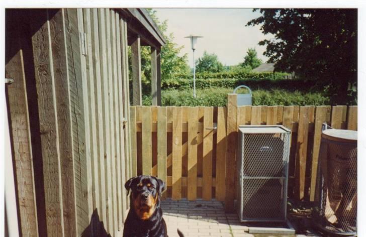 Rottweiler Mingo - Sidder dejligt i solen... billede 7