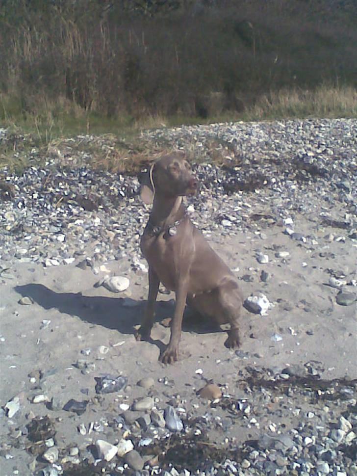 Weimaraner Nordgaardens Naia-Biancha <3 R.I.P - nej hvor er det bare flot ud over vandet.....=) billede 12