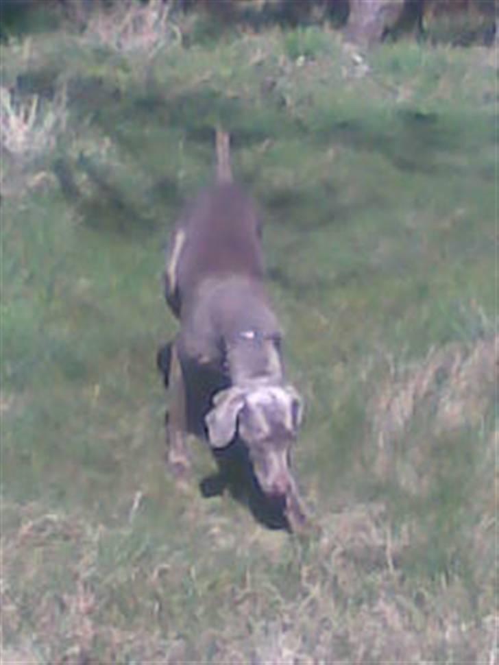 Weimaraner Nordgaardens Naia-Biancha <3 R.I.P billede 13