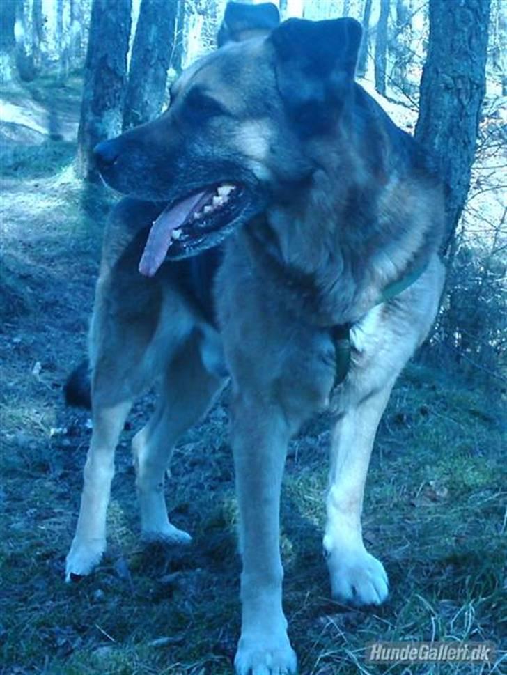Blanding af racer Bølle HimmelHund - Smukke Bølle af Fårvang. billede 1