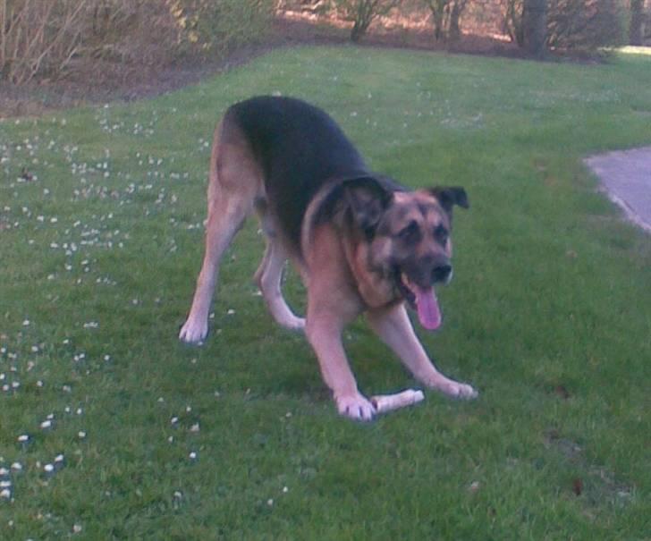 Blanding af racer Bølle HimmelHund billede 2