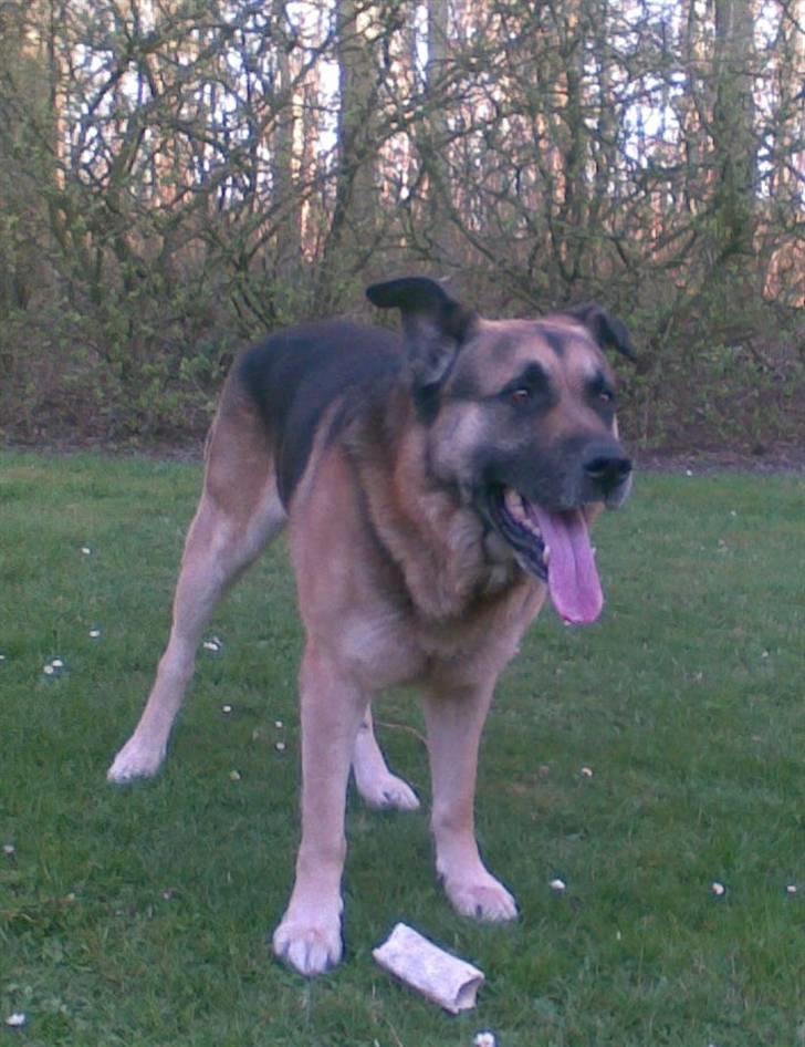 Blanding af racer Bølle HimmelHund billede 3