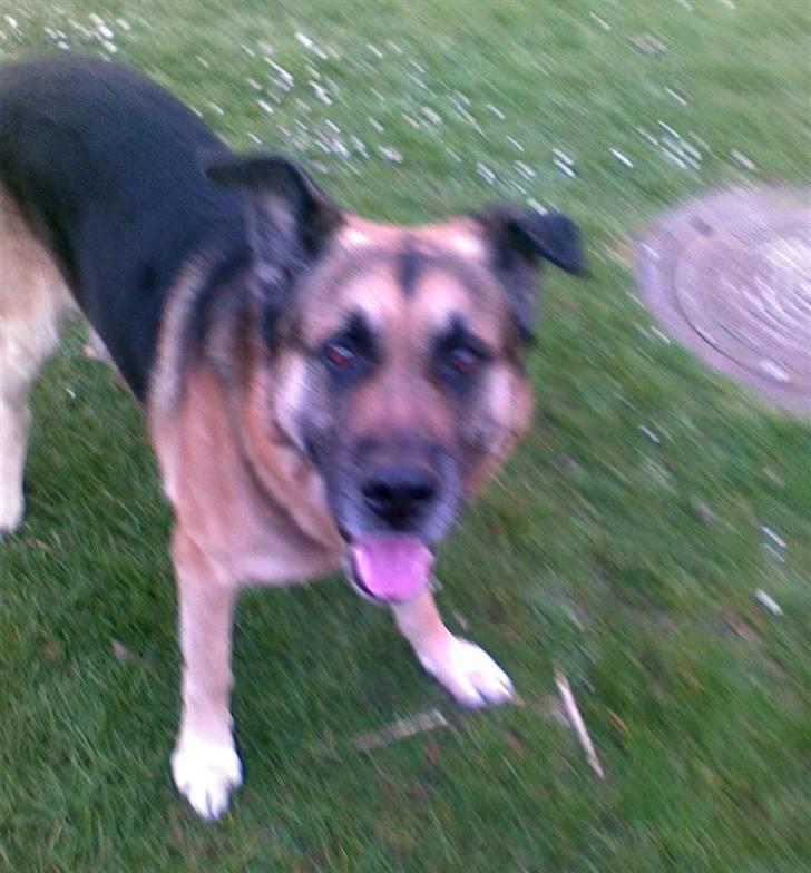 Blanding af racer Bølle HimmelHund billede 4