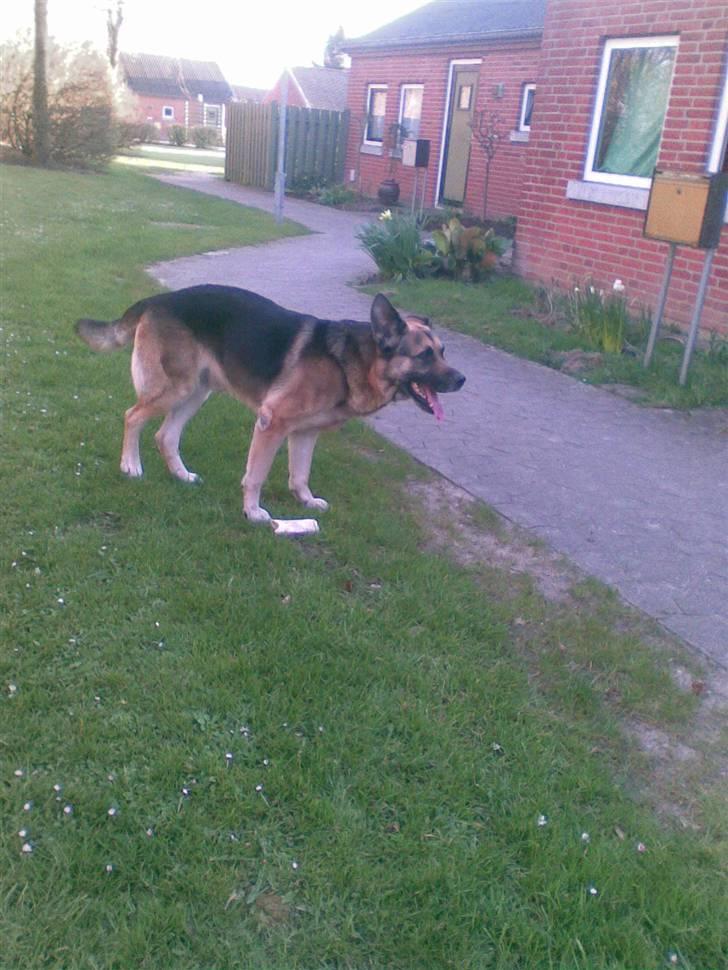 Blanding af racer Bølle HimmelHund billede 5