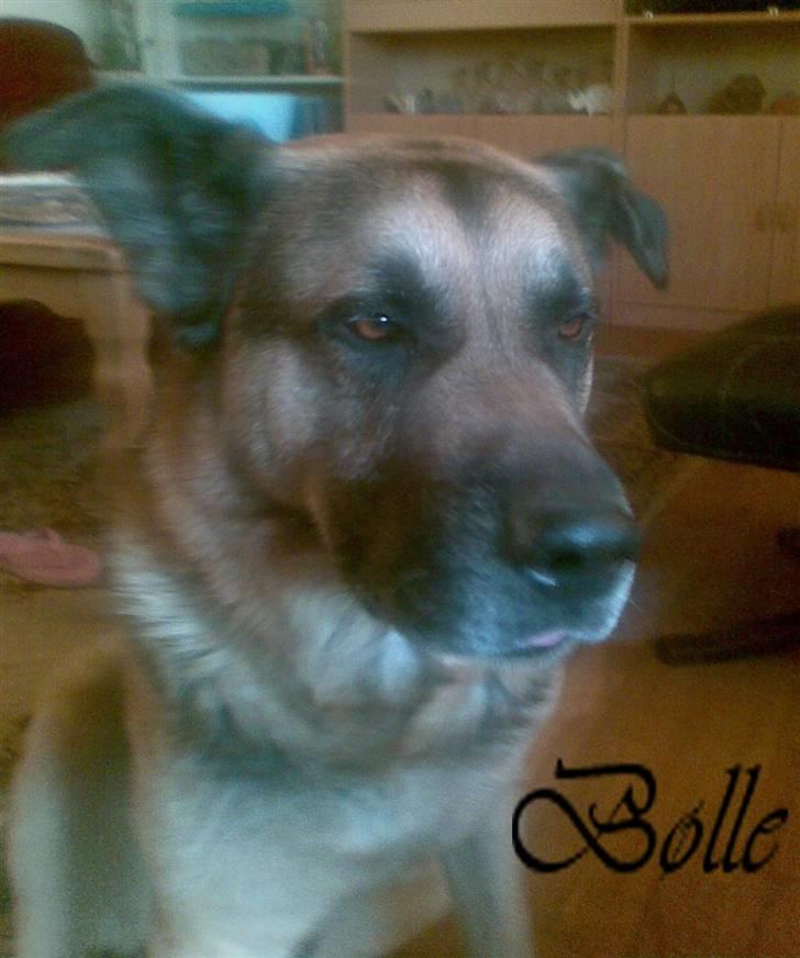 Blanding af racer Bølle HimmelHund billede 6