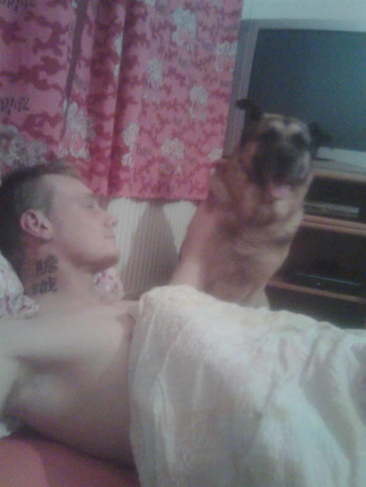 Blanding af racer Bølle HimmelHund billede 7