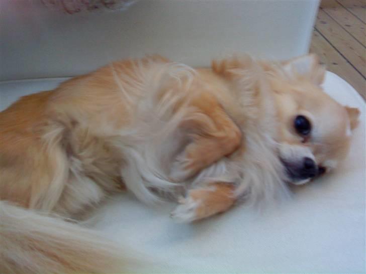 Chihuahua Butch billede 2