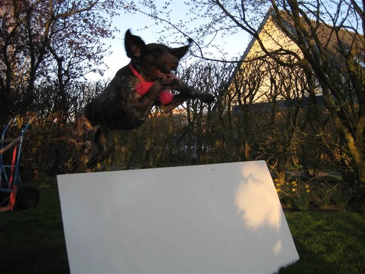 Korthåret hønsehund Emma ( balade mageren) - Man kan vel ikke gøre for at man har charme ? ;b billede 17