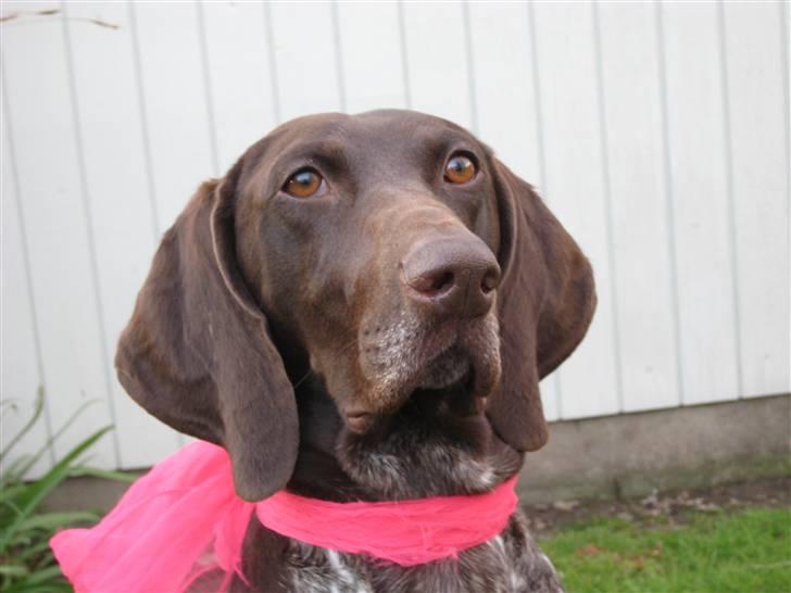 Korthåret hønsehund Emma ( balade mageren) - Man kan vel ikke gøre for at man har charme ? ;b billede 18