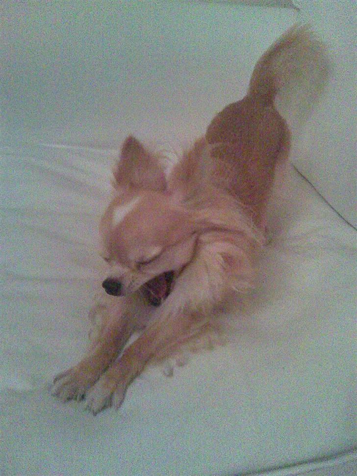 Chihuahua Butch billede 3