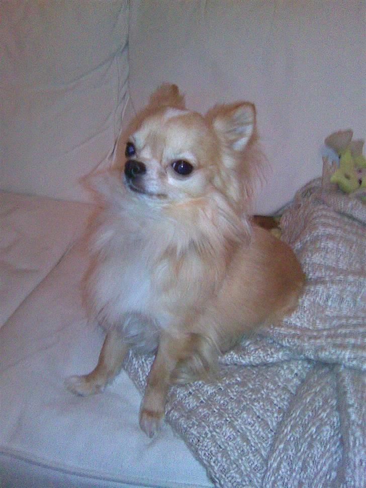 Chihuahua Butch billede 4