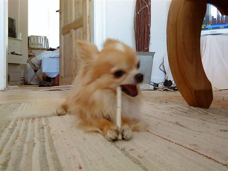 Chihuahua Butch billede 5