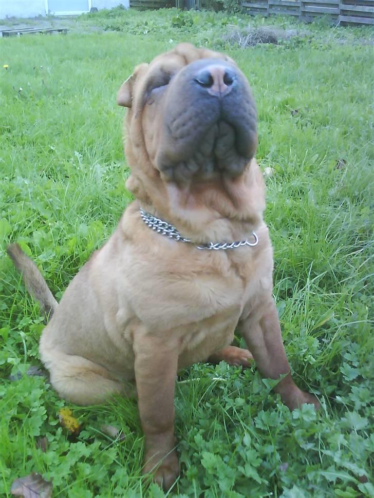 Shar pei R.I.P :'( Chubby  - bare kom an billede 9