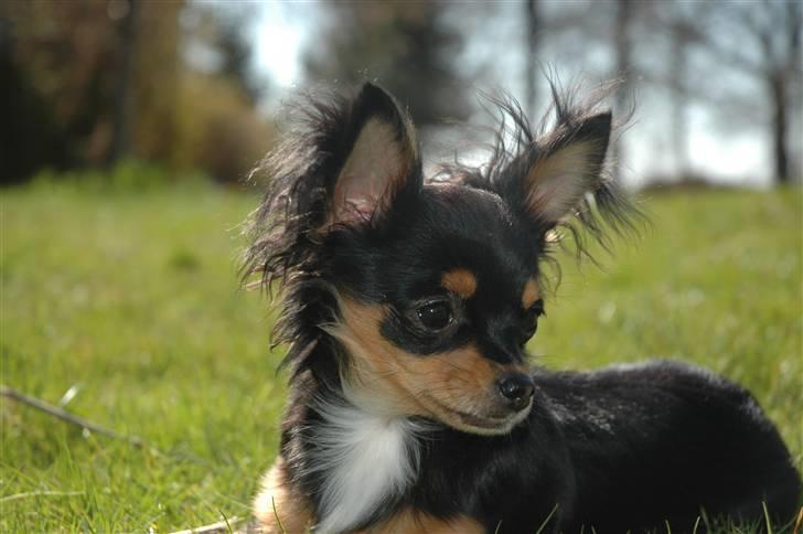 Chihuahua Prada billede 1