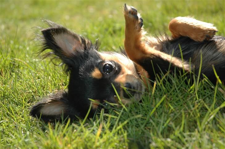 Chihuahua Prada billede 2