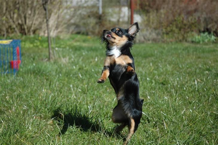 Chihuahua Prada billede 3