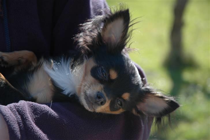 Chihuahua Prada billede 4