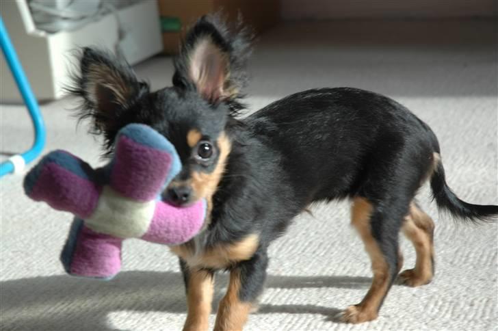 Chihuahua Prada billede 5