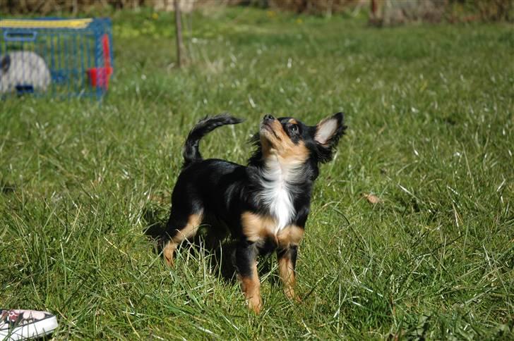 Chihuahua Prada billede 6