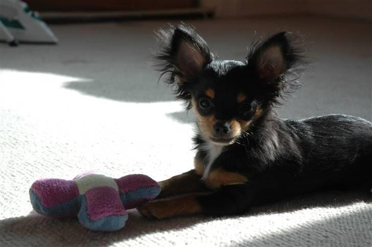 Chihuahua Prada billede 7