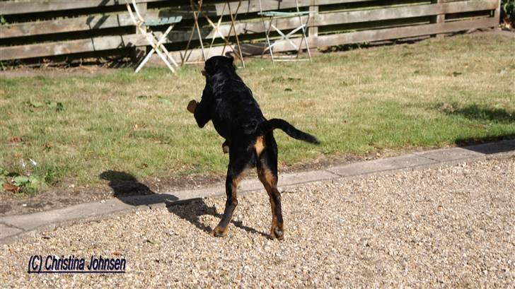 Rottweiler Diego ( Solgt ) billede 2