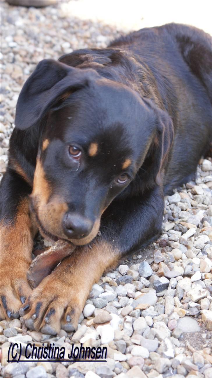 Rottweiler Diego ( Solgt ) billede 3