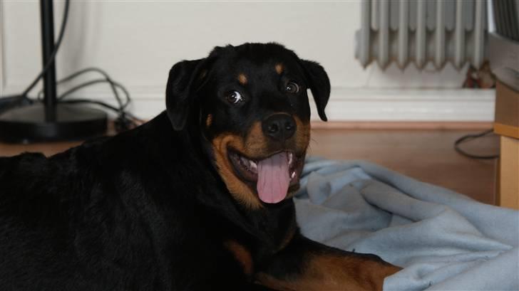 Rottweiler Diego ( Solgt ) billede 5