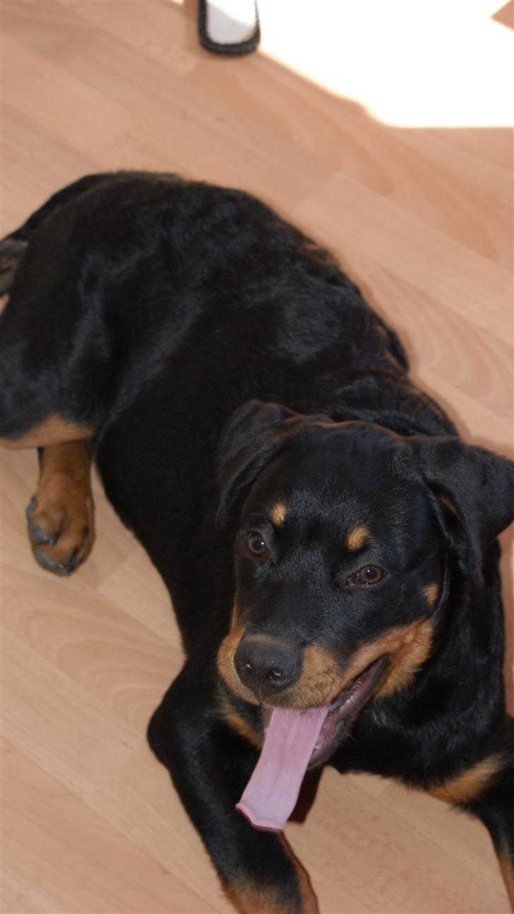 Rottweiler Diego ( Solgt ) billede 6