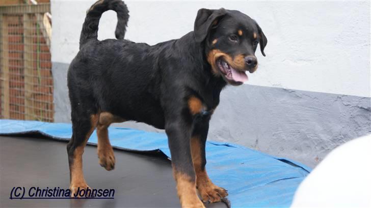 Rottweiler Diego ( Solgt ) billede 7