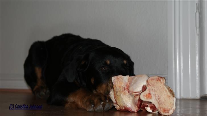 Rottweiler Diego ( Solgt ) billede 8