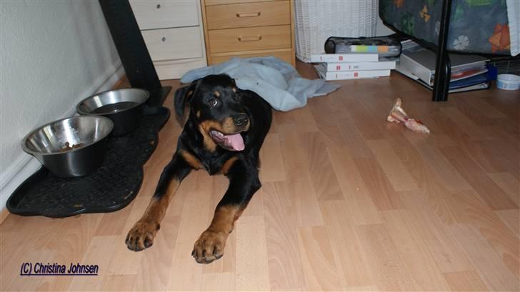 Rottweiler Diego ( Solgt ) billede 9