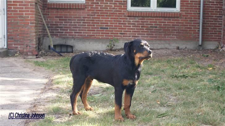 Rottweiler Diego ( Solgt ) billede 10