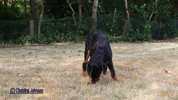 Rottweiler Diego ( Solgt ) billede 11