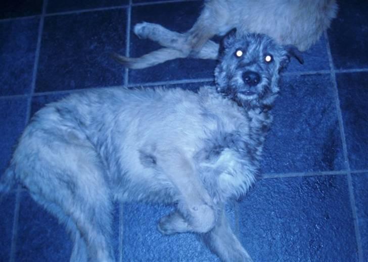 Irsk ulvehund Samson [R.I.P] billede 15