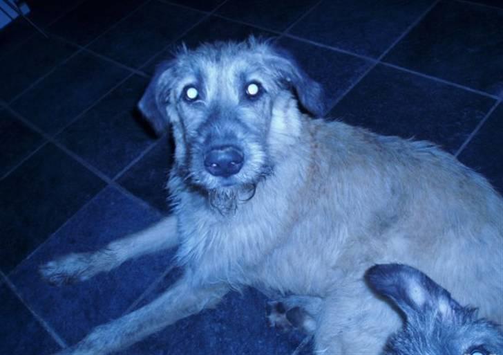Irsk ulvehund Samson [R.I.P] billede 16