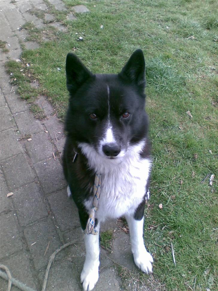 Karelsk bjørnehund Misko - jaae.. jeg ved det!!  Jeg er og vil altid en smuk og dejlig hund! <3 billede 1