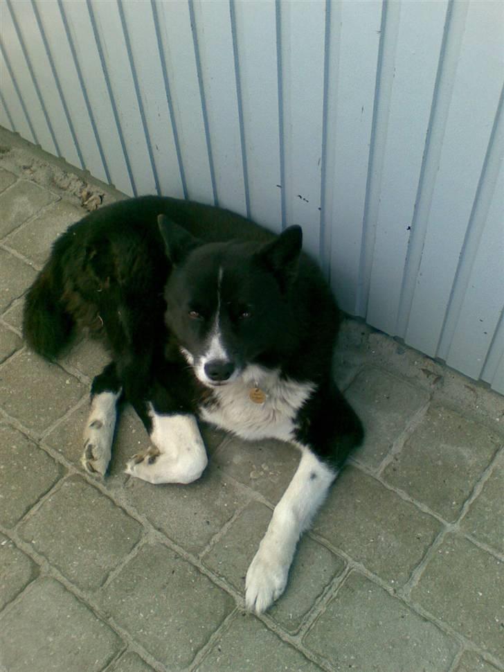 Karelsk bjørnehund Misko - hvad er det dog du laver?!!! billede 2